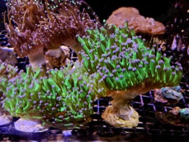 Euphyllia Hellfire,Golden Nugget, Paraancora Meerwasser Korallenableger - 1