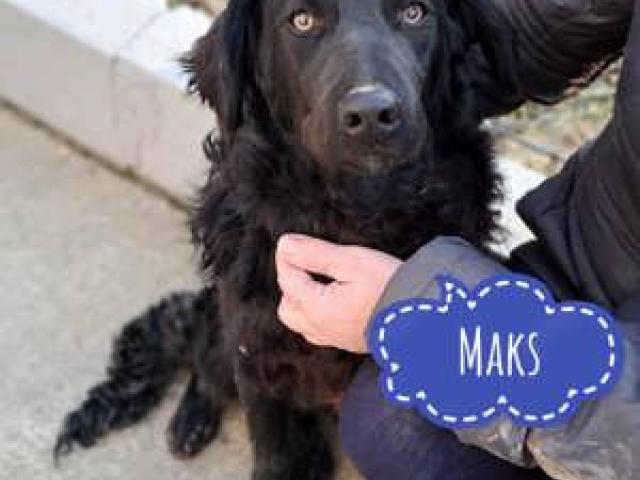 Maks, Retriever Mix Jungspund, ein Traum! - 1