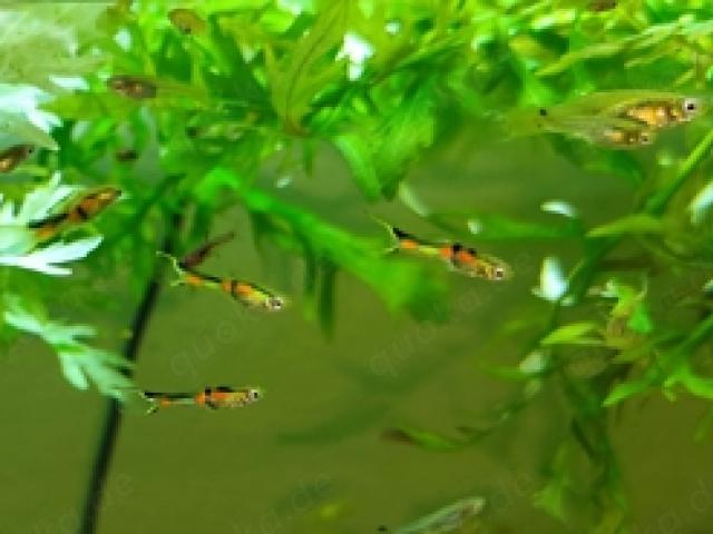 Endler Guppy "Rio Oro", Poecilia wingei "Rio Oro" - 1