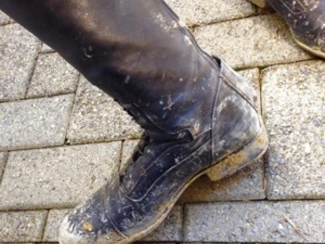 Ihre Reitstiefel sind dreckig? - 1