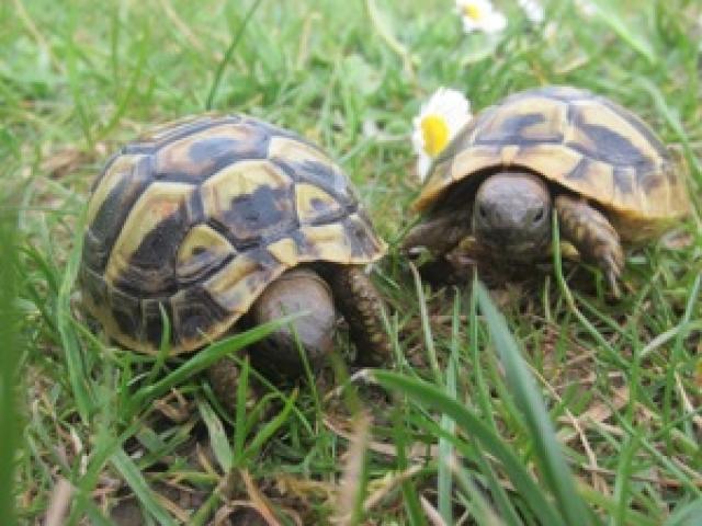 Griechische Landschildkröten NZ 2024 - 1