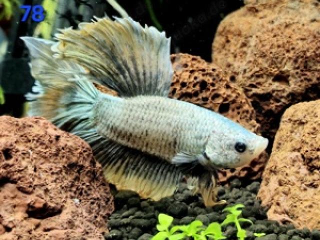 Kampffisch Männchen Betta splendens Halfmoon - 1