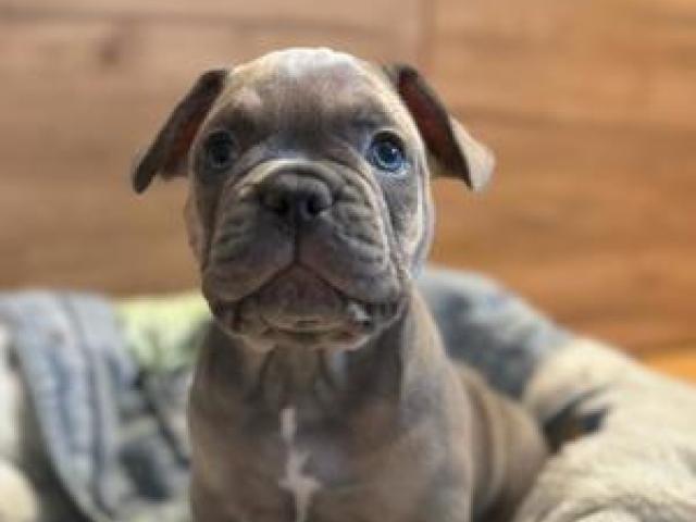 Französische Bulldogge Blue Tan Wunderschönr Rüde suht ein Zuhause - 1