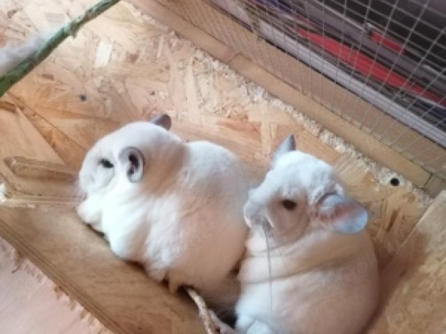 Chinchilla Silberschecke, 1 Böckchen und 1 Weibchen & großer Holzkäfig Voliere abzugeben. - 1