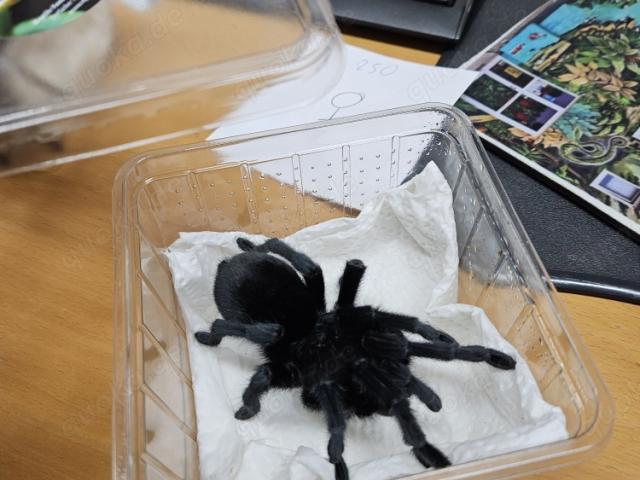 Grammostola Pulchra - 1