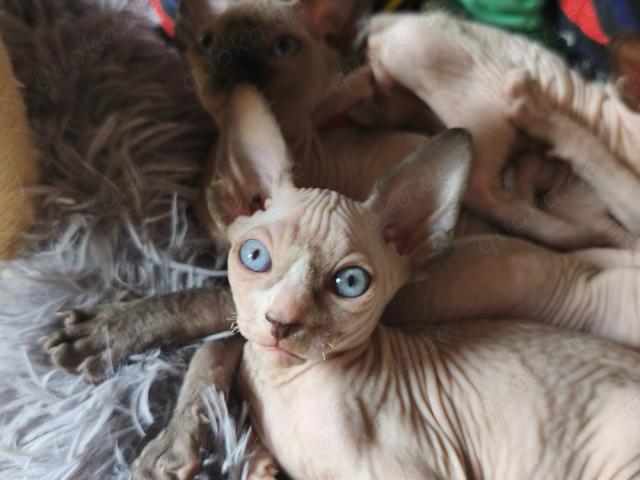 Ein Kanadisches SPHYNX Kätzchen suchen ein neues Zuhause - 1