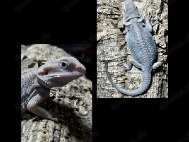 No2 Bartagame (pogona vitticeps) male dark grey zero hypotrans leatherback NZ juni 2024 - 1