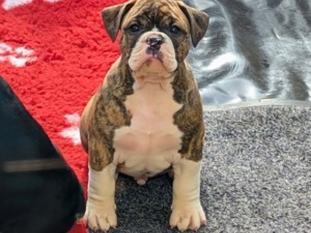 Old English Bulldog Welpe Rüde aus TOP Verpaarung, Eltern getestet, Stammbaum, OEB, 11TSchG - 1