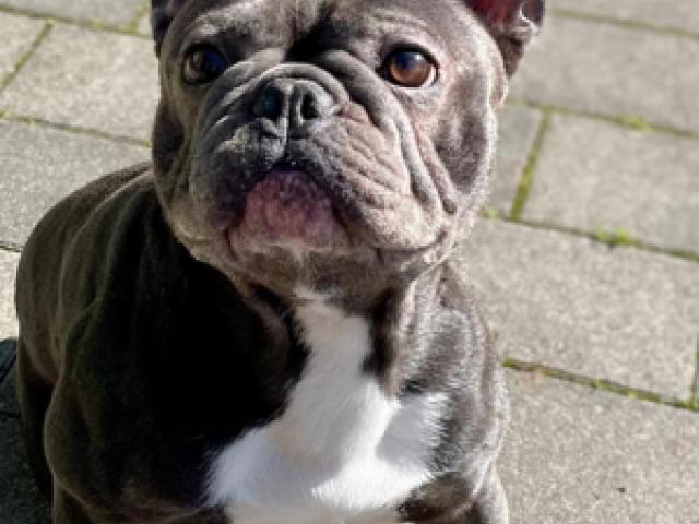 Französisch Bulldogge - 1