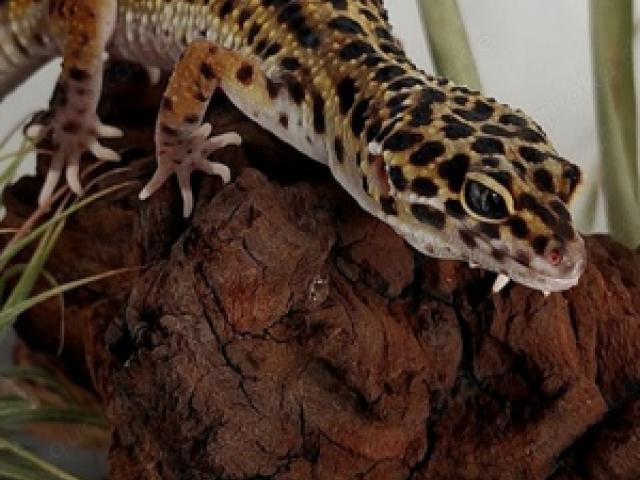 0.1 Leopardgecko BN Cross Eclipse - 1