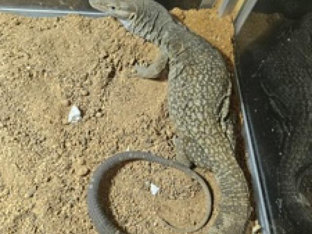 Trauerwaran Varanus Tristis - 1