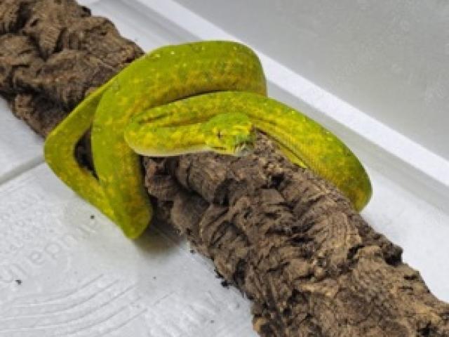 Morelia Viridis Biak Baumpython Männchen - 1